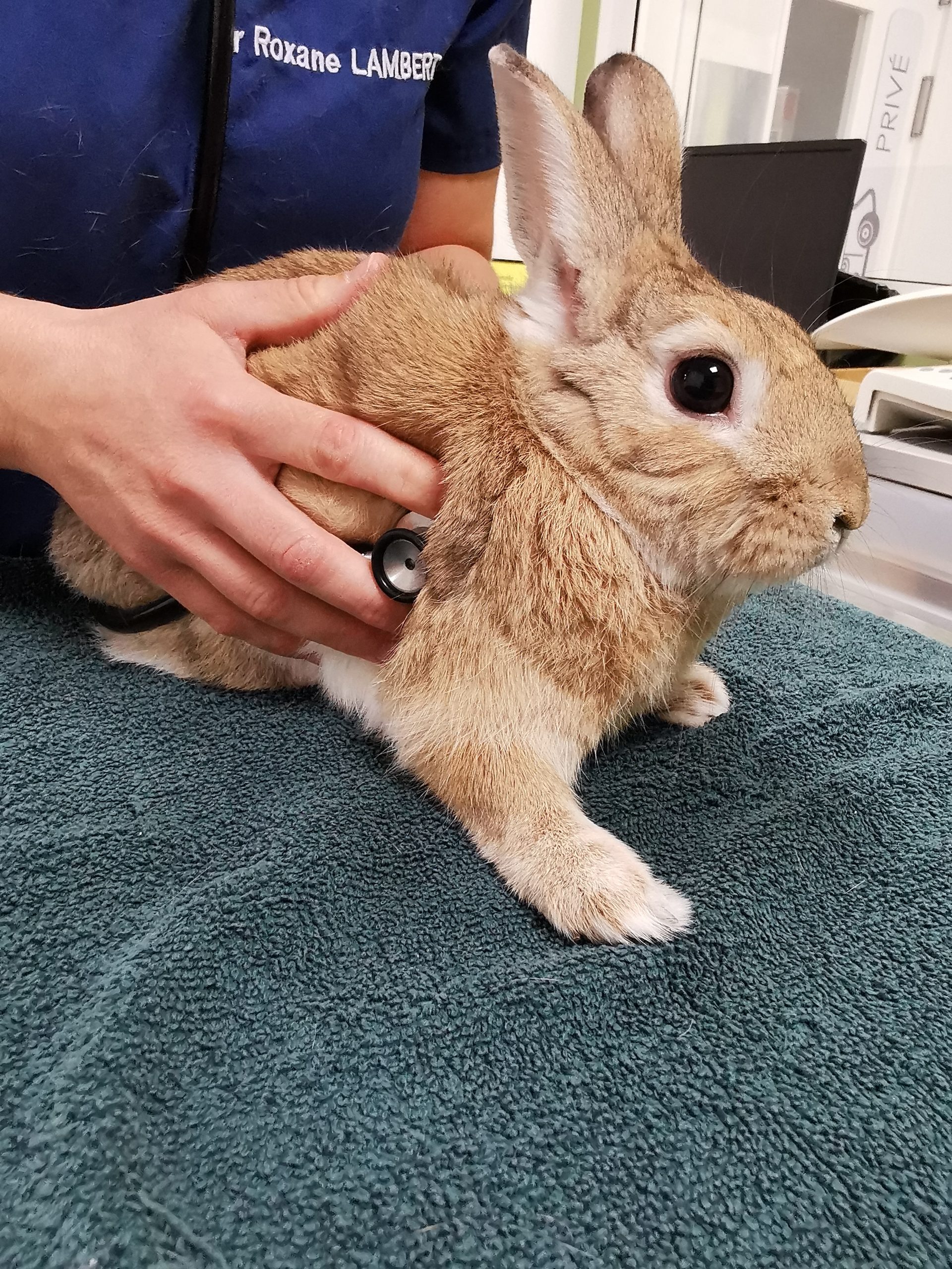 consultation lapin