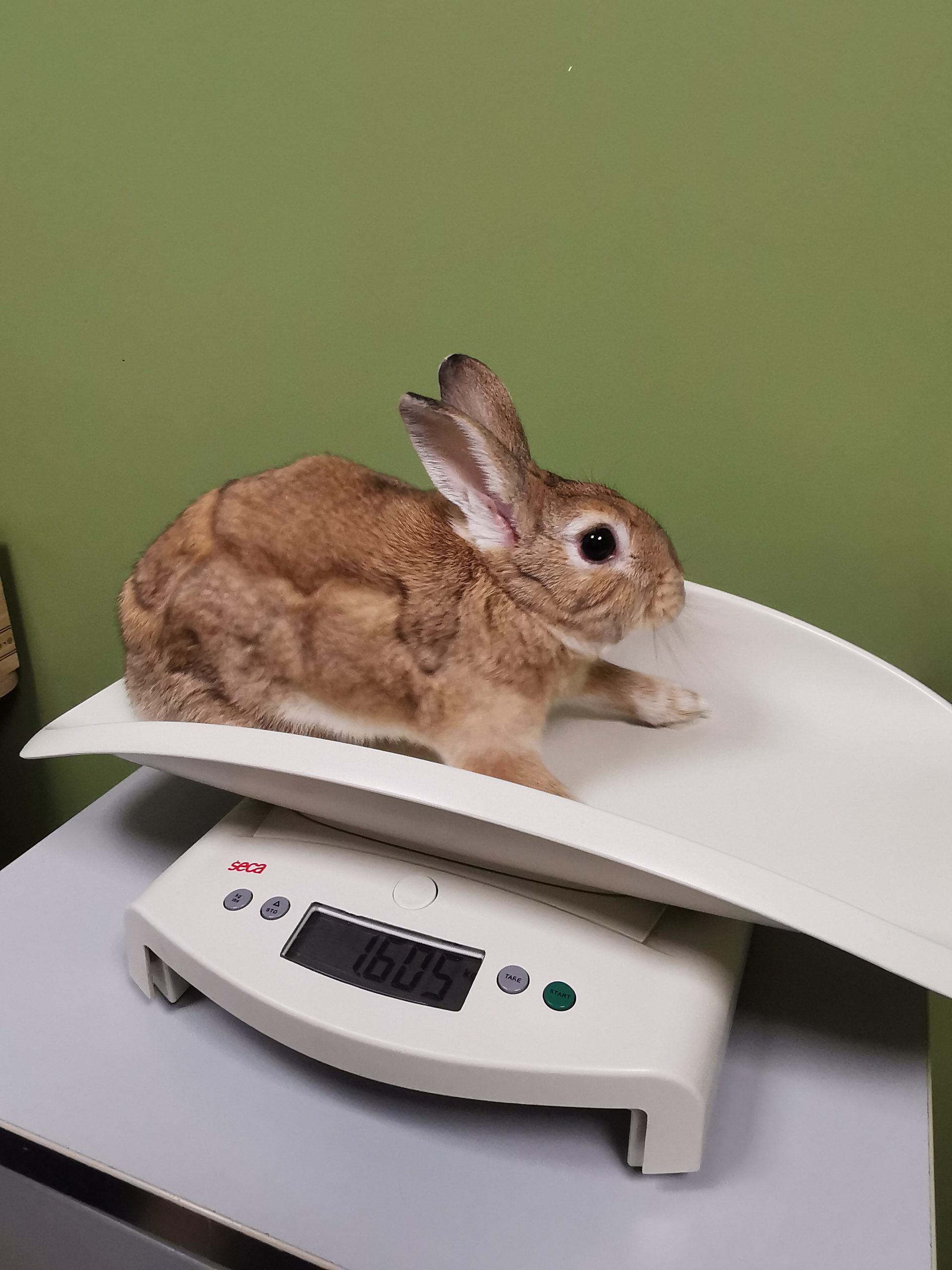 consultation lapin