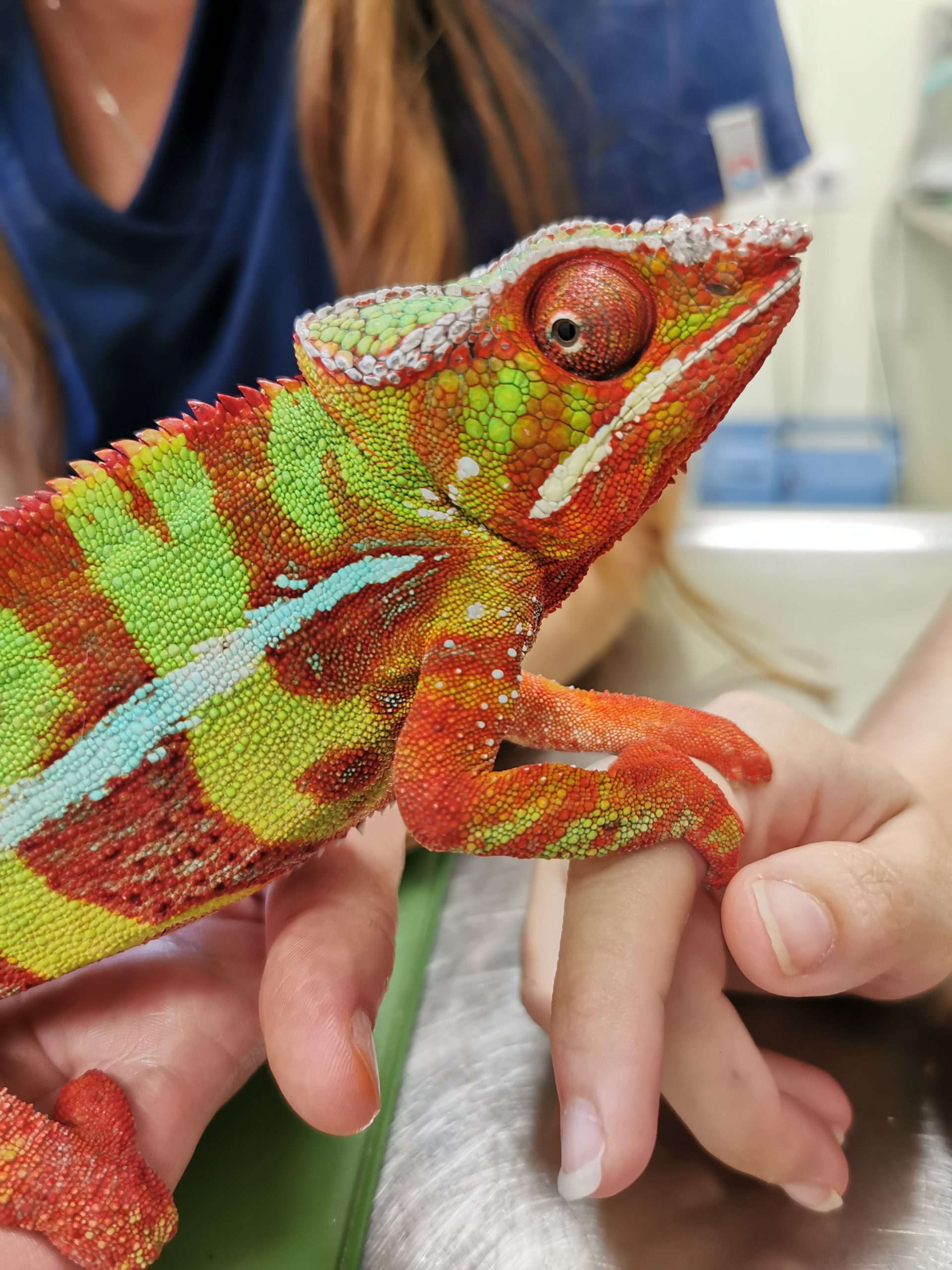 Caméléon panthere
