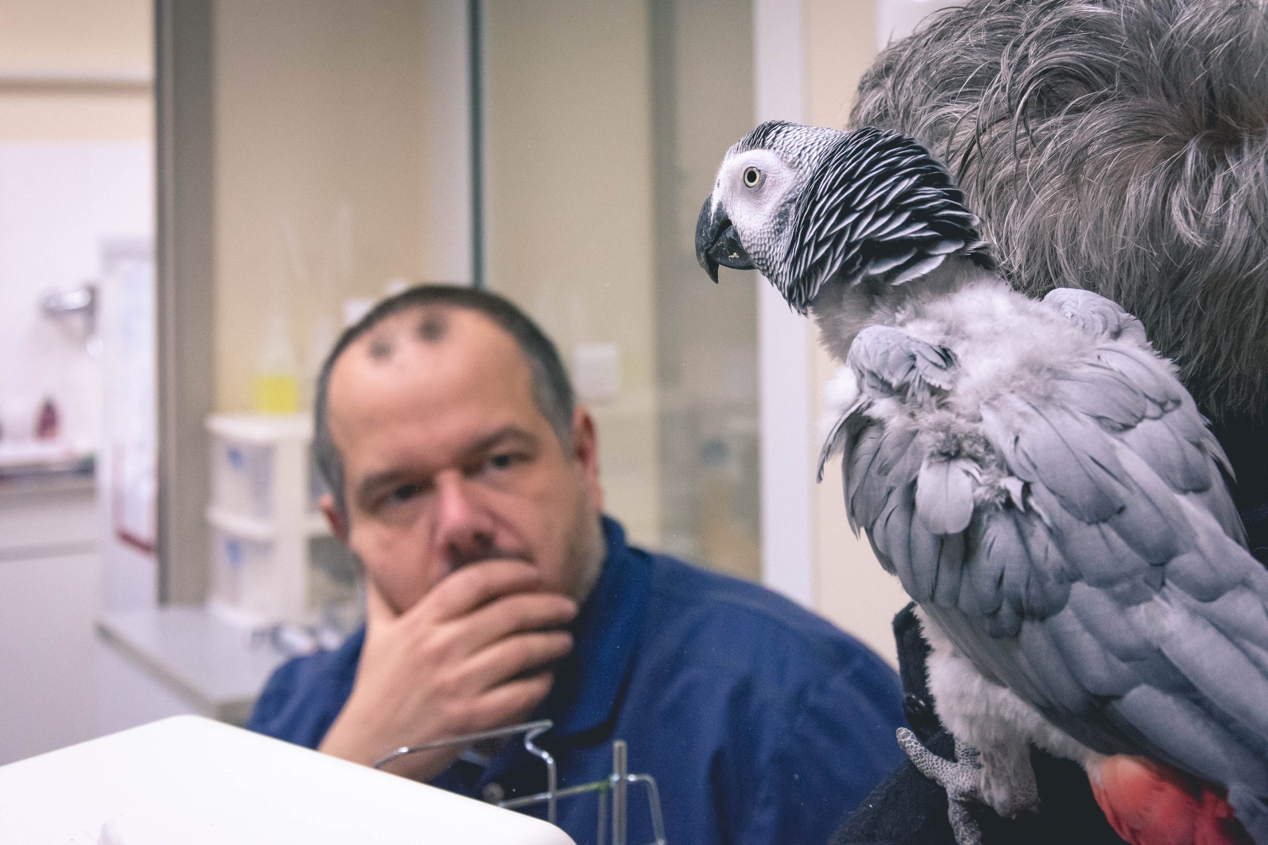 consultation oiseau