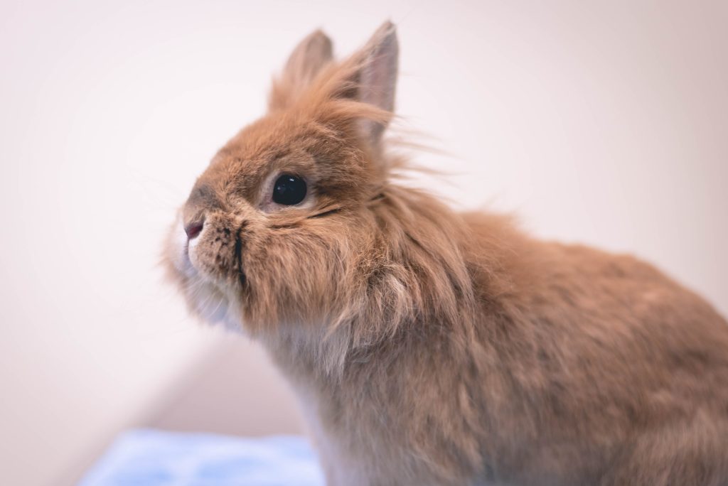 lapin