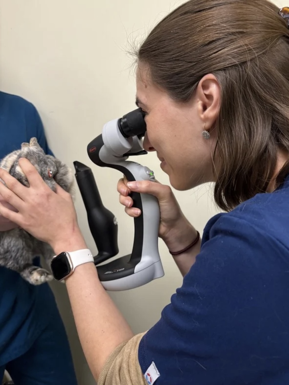 Ophtalmologie lapin