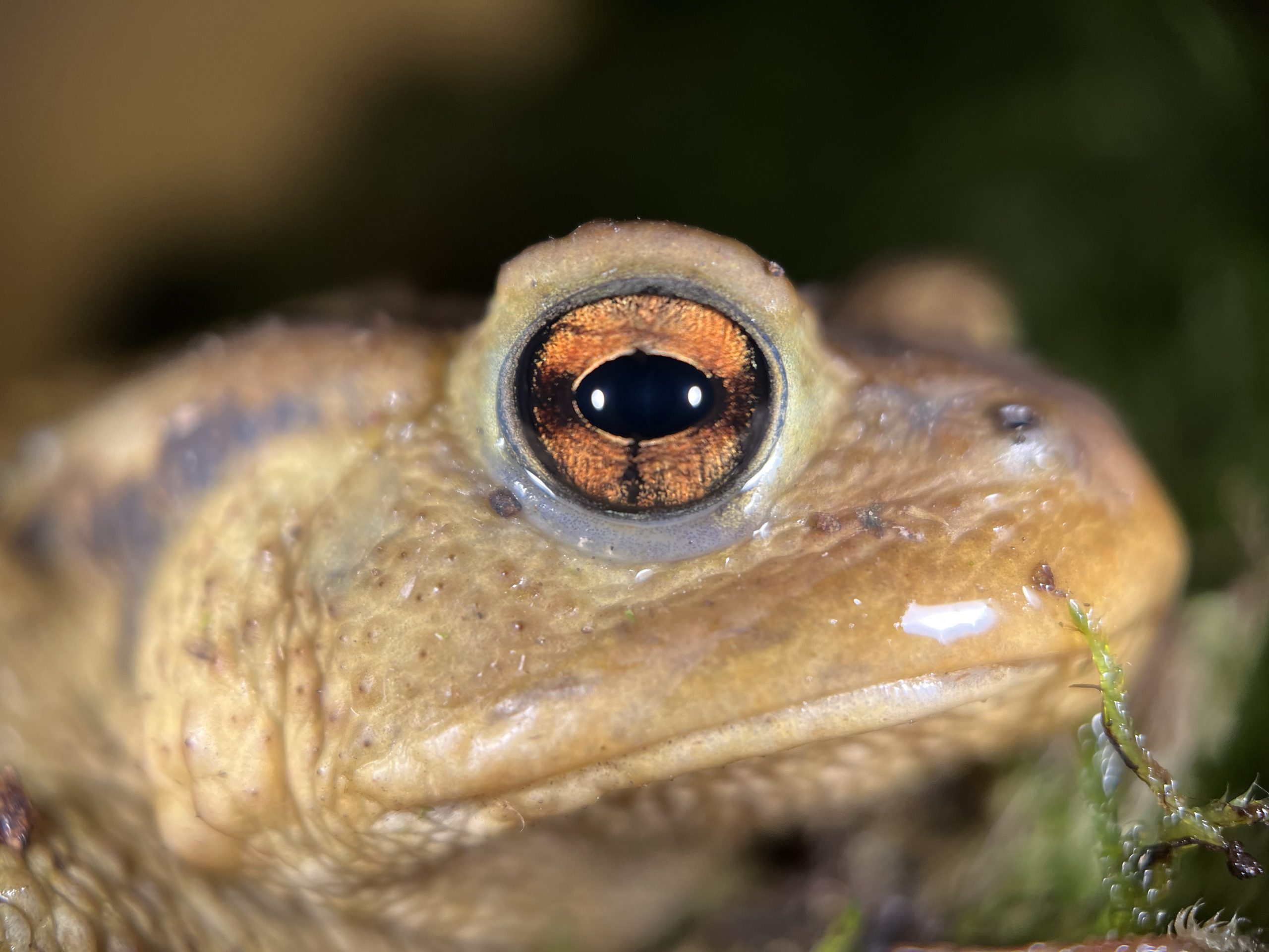 crapaud