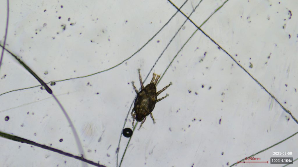 analyse parasitaire