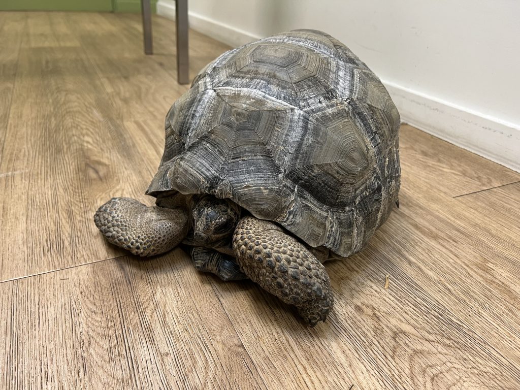 tortue