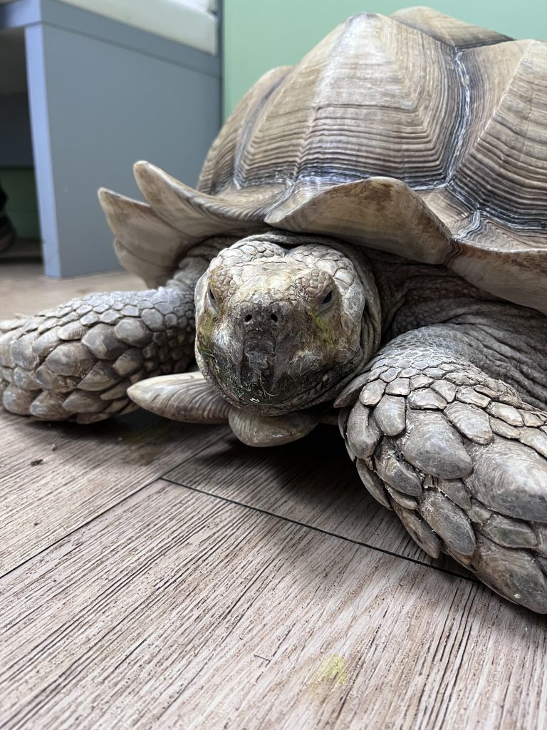 tortue