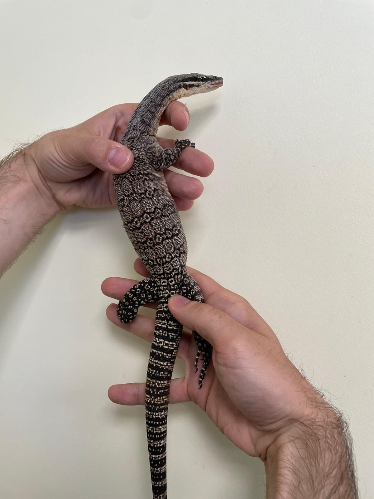 varan